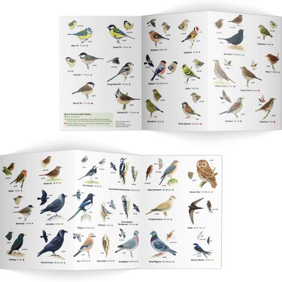 Garden birds identifier chart - RSPB ID Spotlight series product photo Side View -  - additional image 3 L