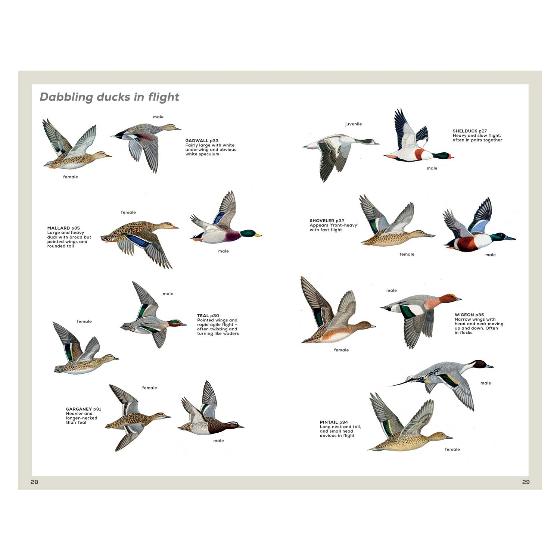 RSPB Handbook of British Birds, 5th edition product photo additional image 5 L
