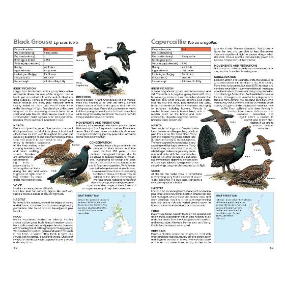 RSPB Handbook of British Birds, 5th edition product photo additional image 6 L