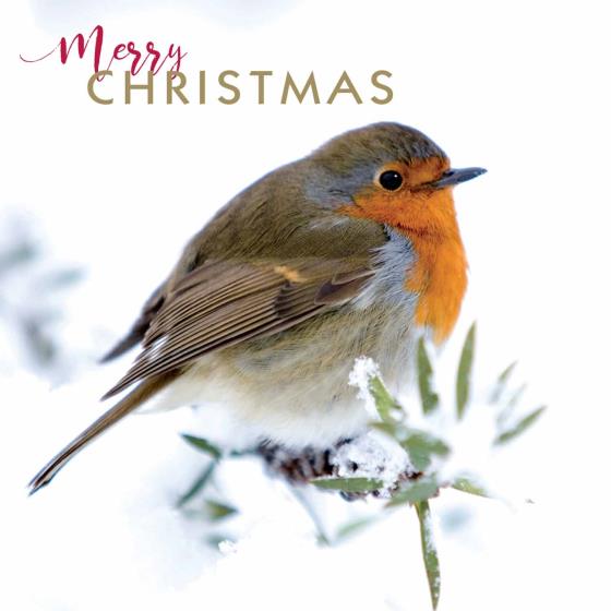 Xmas Robin Greetings Cards - RSPB Shop