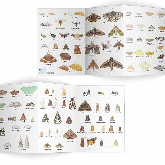 Moths identifier chart - RSPB ID Spotlight series product photo Side View -  - additional image 3 L