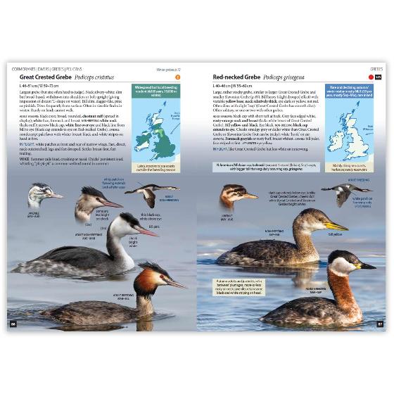 Britain's Birds, Second Edition product photo Side View -  - additional image 3 L