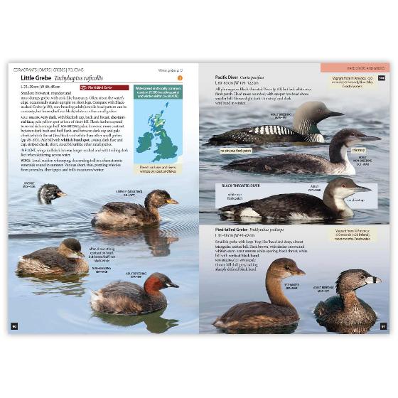 Britain's Birds, Second Edition product photo Back View -  - additional image 2 L