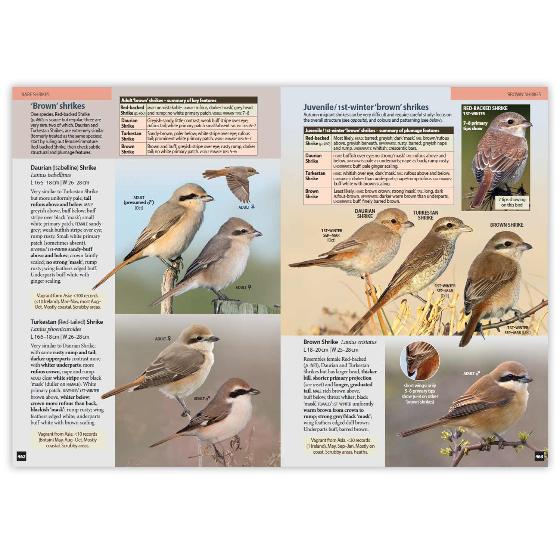 Britain's Birds, Second Edition product photo Front View - additional image 1 L