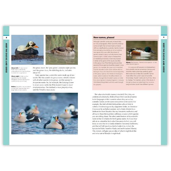 RSPB Spotlight Ducks and Geese product photo Side View -  - additional image 3 L
