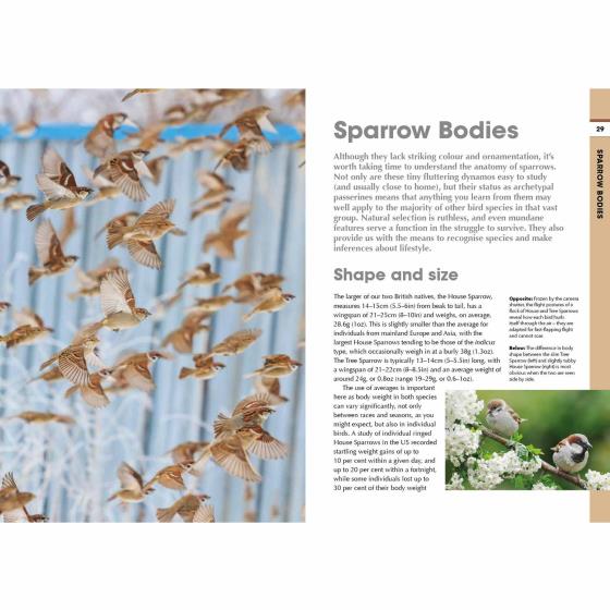 RSPB Spotlight Sparrows product photo Back View -  - additional image 2 L