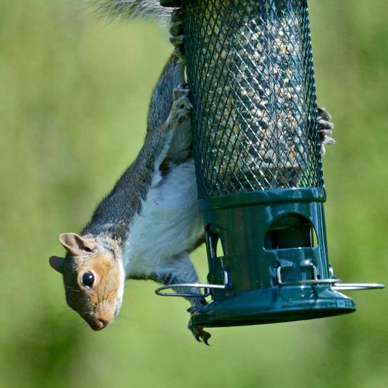 Squirrel Buster seed feeder product photo additional image 5 L