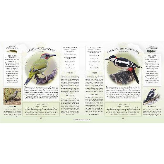 What’s that garden bird?: Birdspotting Wheel and Guide Book product photo additional image 4 L