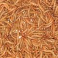 Live mealworms 500g product photo Front View - additional image 1 T