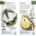 RSPB Pocket Nature Butterflies and Moths product photo Front View - additional image 1 T
