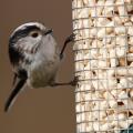 RSPB Hanging table & bird food offer product photo Back View -  - additional image 2 T