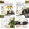 RSPB Pocket Nature Wildlife of Britain product photo Front View - additional image 1 T