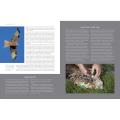 RSPB British Birds of Prey product photo Back View -  - additional image 2 T