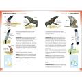 RSPB Pocket Guide to British Birds, 2nd Edition product photo Front View - additional image 1 T