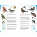 RSPB Pocket Guide to British Birds, 2nd Edition product photo Back View -  - additional image 2 T
