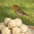 Dual suet feeder starter pack with fat balls & cakes product photo Back View -  - additional image 2 T