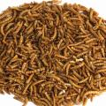 Dried mealworms 2kg product photo Front View - additional image 1 T
