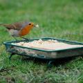 Gothic bird table & super suet cakes offer product photo Back View -  - additional image 2 T