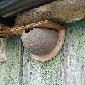 House martin nest cup - terracotta product photo Front View - additional image 1 T