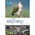 RSPB Spotlight ospreys product photo