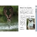 RSPB Spotlight ospreys product photo Front View - additional image 1 T