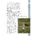 RSPB Spotlight ospreys product photo Back View -  - additional image 2 T