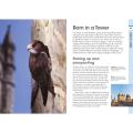 RSPB Spotlight swifts and swallows product photo Back View -  - additional image 2 T