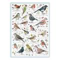 Birdsong 1000 piece jigsaw product photo Front View - additional image 1 T