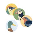 RSPB Free as a bird coasters 2022 product photo additional image 4 T