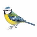 Garden birds window stickers product photo additional image 5 T