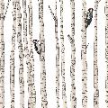 Woodpeckers in a birch forest card product photo