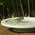 Nature Oasis bird bath & drinker product photo Side View -  - additional image 3 T