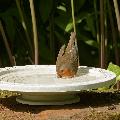 Nature Oasis bird bath & drinker product photo Back View -  - additional image 2 T