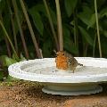 Nature Oasis bird bath & drinker product photo Front View - additional image 1 T