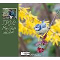RSPB Garden birds by Marianne Taylor product photo Side View -  - additional image 3 T