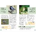 RSPB Guide to Birdsong by Adrian Thomas product photo additional image 4 T