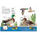 RSPB Nature Guide: Birds product photo Back View -  - additional image 2 T