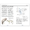 RSPB Pocket book of bird anatomy product photo Side View -  - additional image 3 T