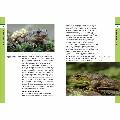 RSPB Spotlight Frogs and Toads product photo Back View -  - additional image 2 T