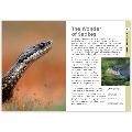 RSPB Spotlight snakes product photo Side View -  - additional image 3 T