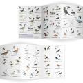 Wetland birds identifier chart - RSPB ID Spotlight series product photo Side View -  - additional image 3 T