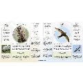 What’s that garden bird?: Birdspotting Wheel and Guide Book product photo additional image 5 T
