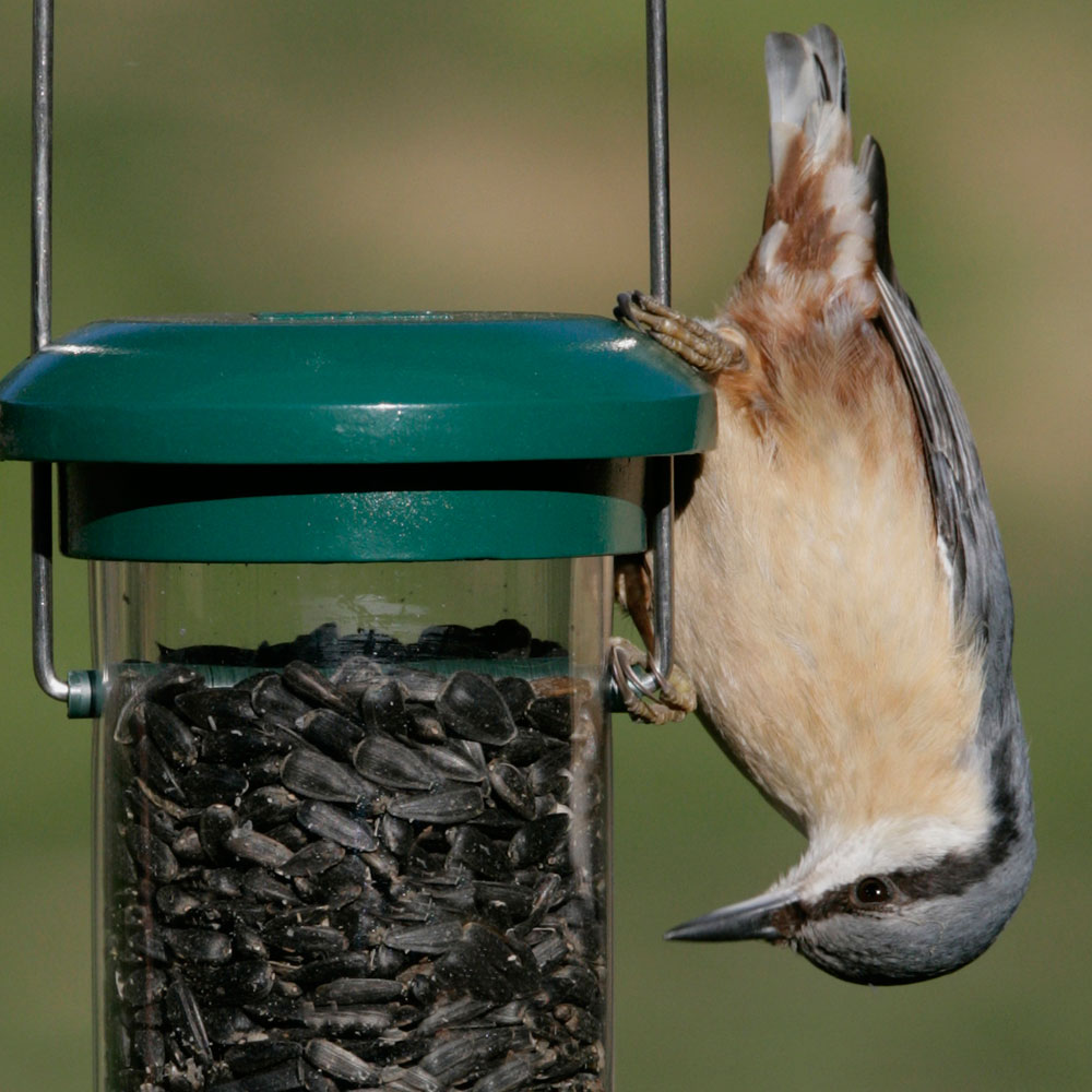 Black Sunflower Seeds for Birds RSPB Shop