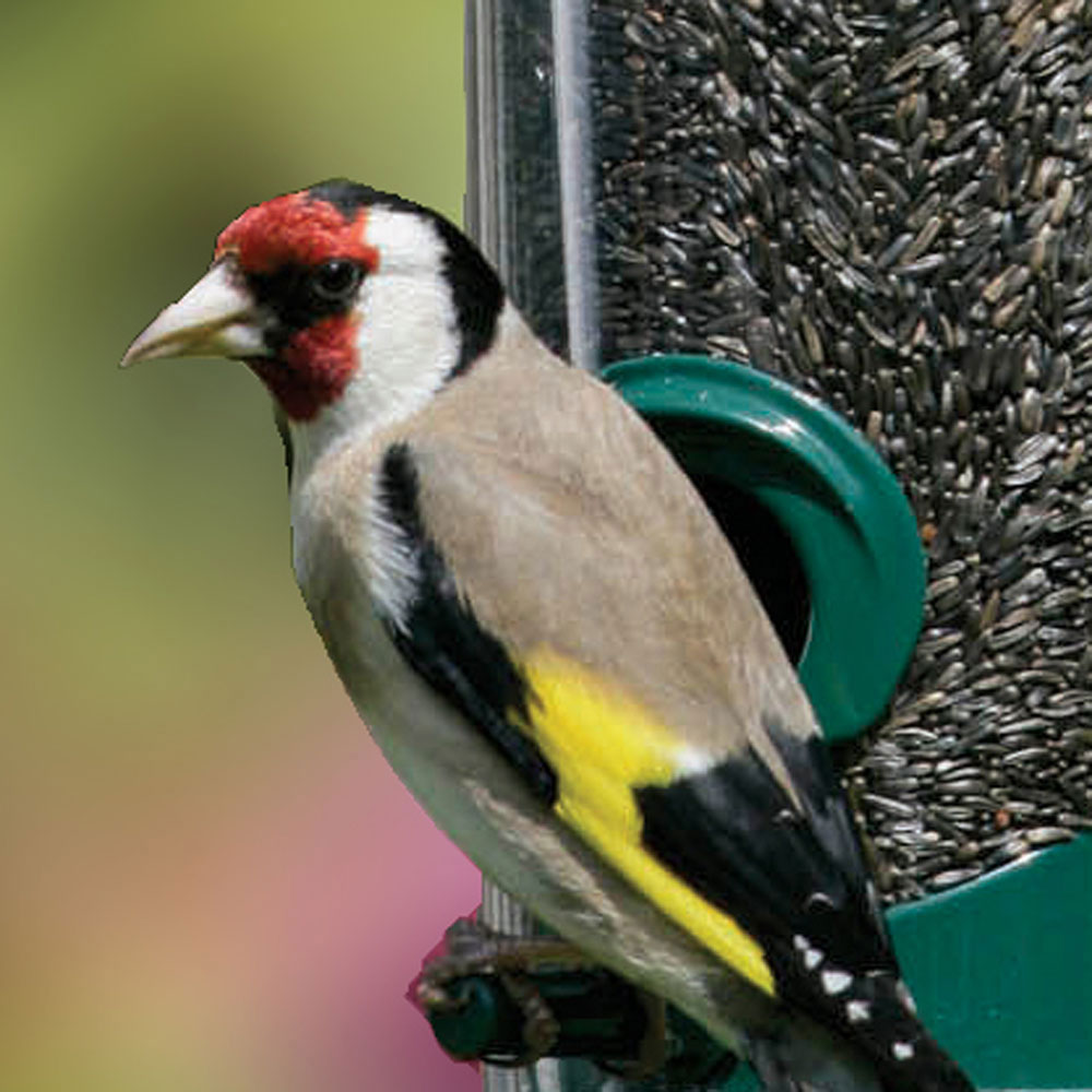 Nyjer Seed / Niger Seed for Birds 900g 25kg RSPB Shop