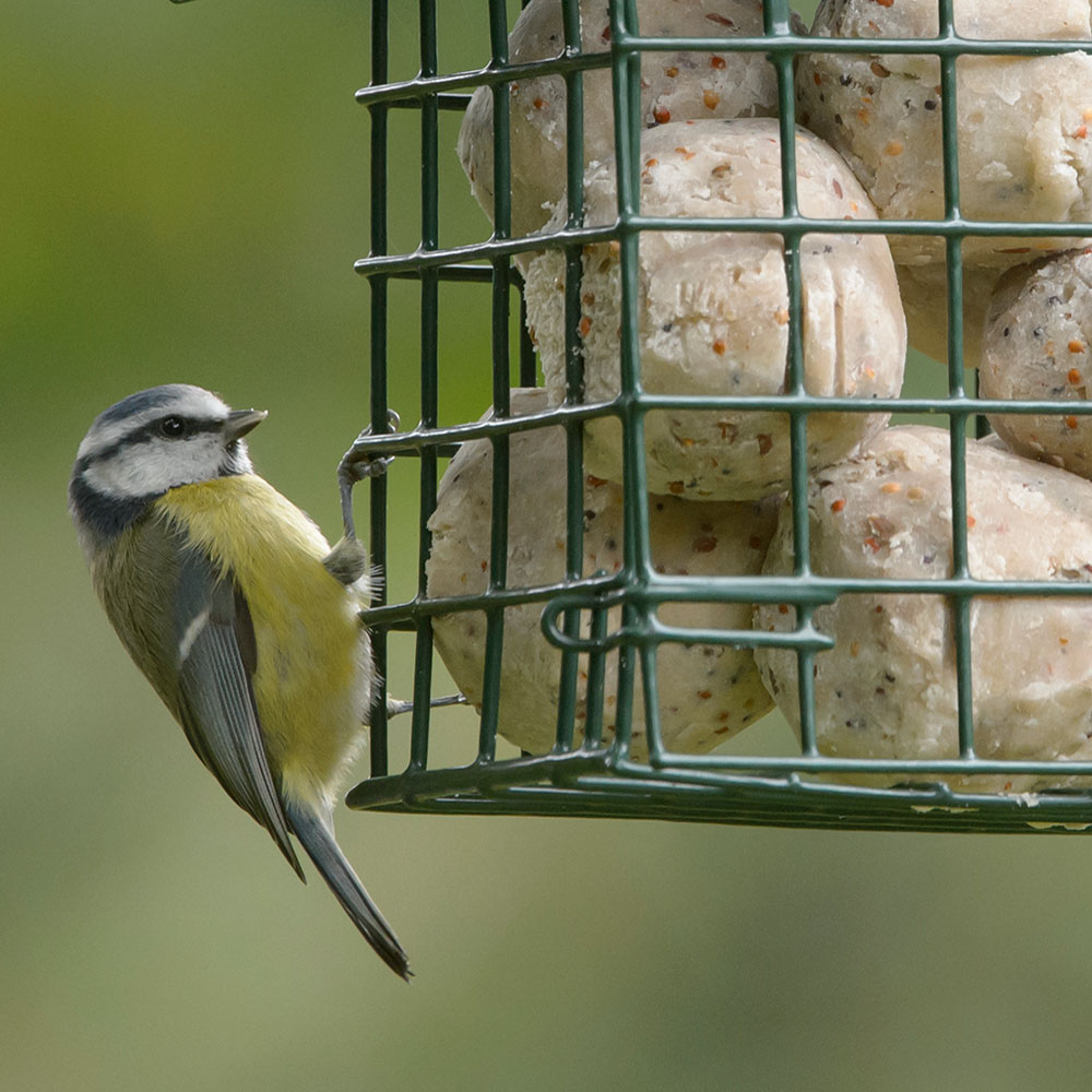 Super Suet Mealworm Fat Balls Large Bumper Box RSPB Shop