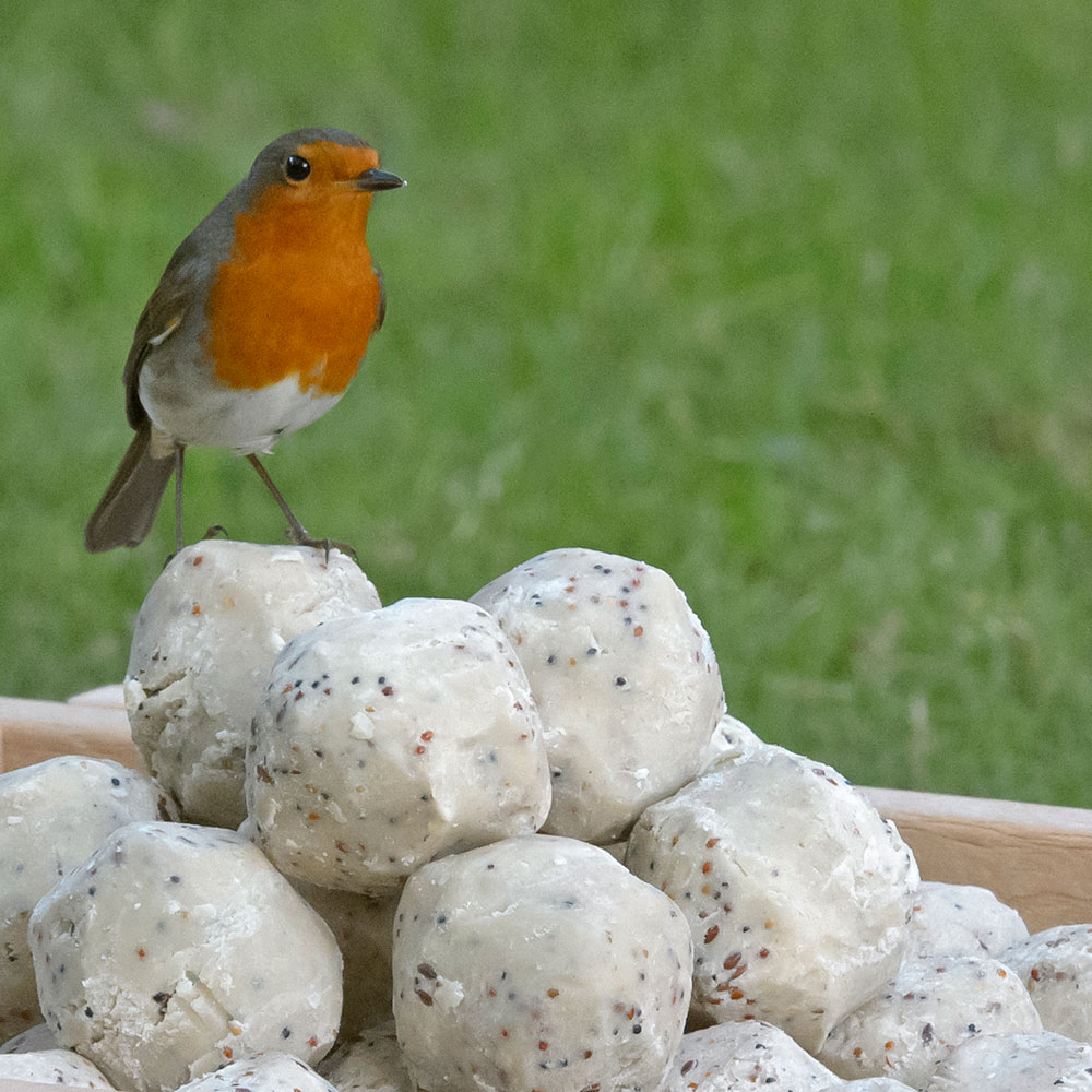 Large Box Super Suet Fat Balls RSPB Shop