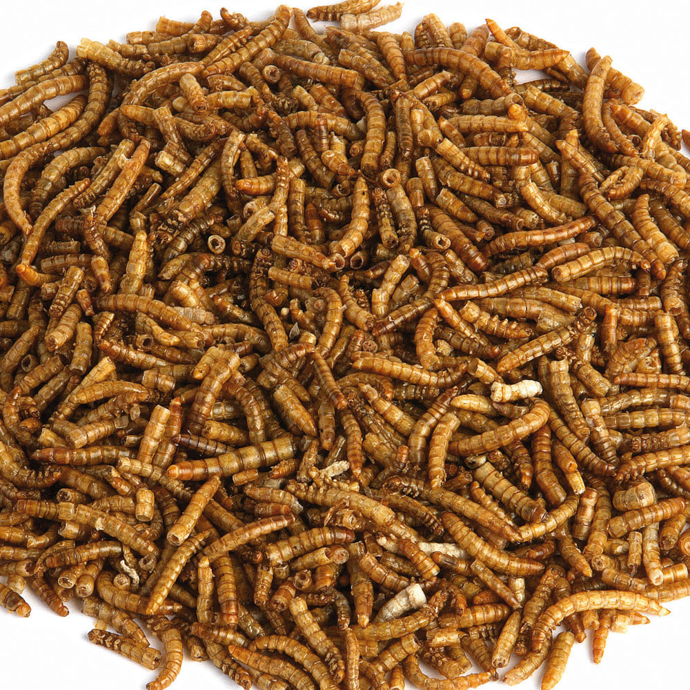 Dried Mealworms For Birds 2kg Dried Mealworms Pouch RSPB Shop