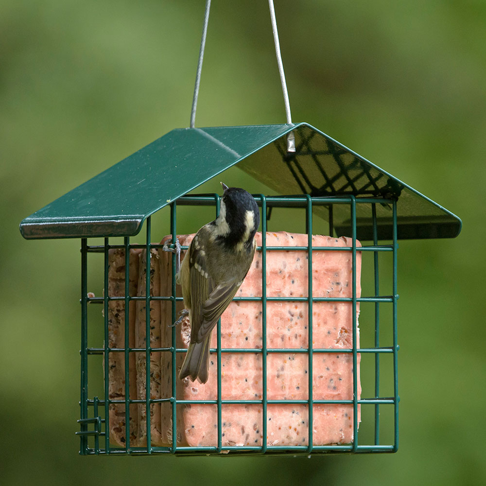 Fat Cakes, Bars & Blocks Premium UK Bird Suet RSPB Shop