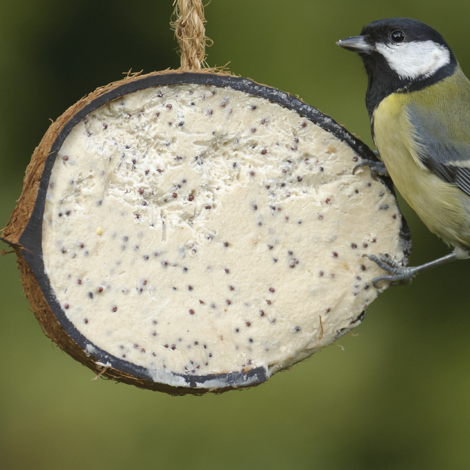 Large Box Coconut Shell Suet Treats RSPB Shop