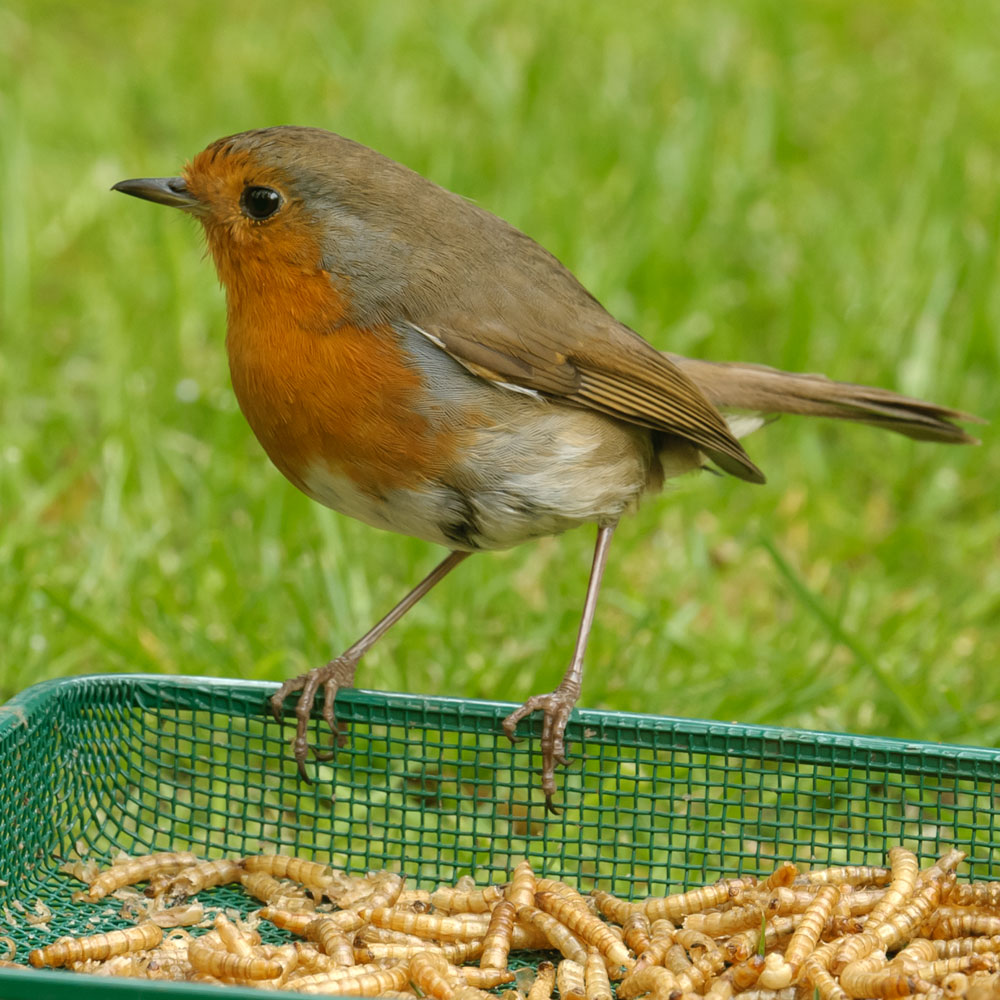 Dried Mealworms for Birds RSPB Shop